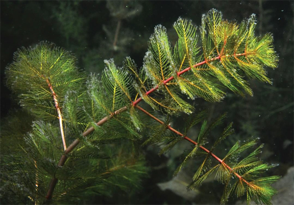 Implication de l’Association des Pêcheurs Sportifs du Québec au sein de l’Alliance pour un Programme National de Gestion du myriophylle à épi