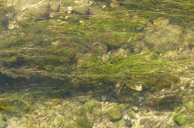 Alliance pour un Programme national de gestion du myriophylle à épi fête son premier anniversaire.