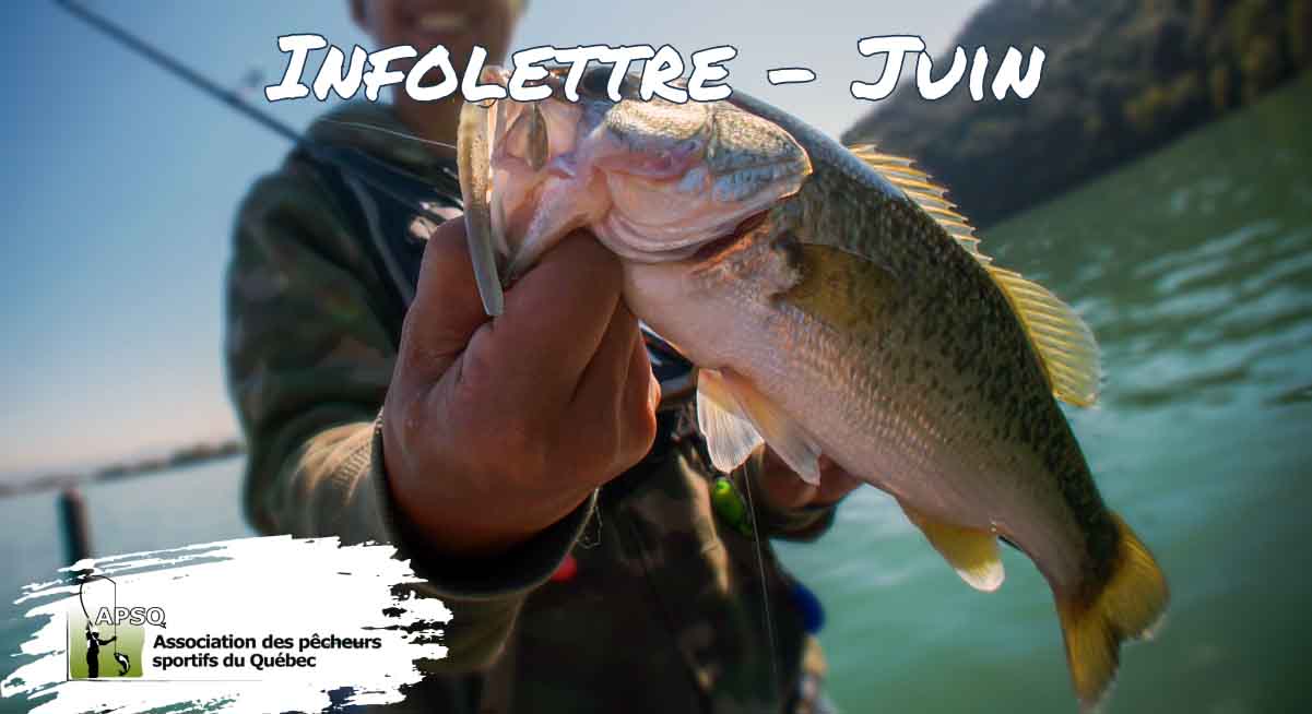 Infolettre de l'Association des Pêcheurs Sportifs du Québec- Juin 2024