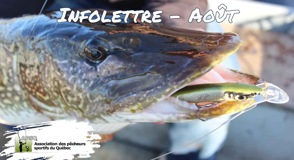 Infolettre de l'Association des Pêcheurs Sportifs du Québec- Août 2024